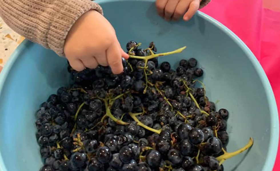 vendemmia1